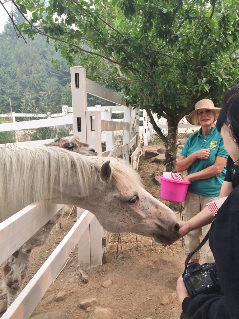 Bette-lyn of Party Ponies and Farm Ventures: Trick or Treating with the horses.