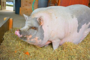 Tetley the Teapot Pig welcomes us to the farm