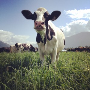 Creekside Dairy Cow