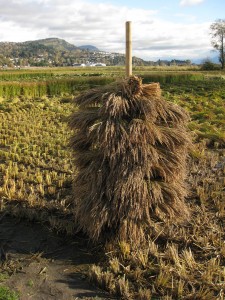 Drying rice the traditional way