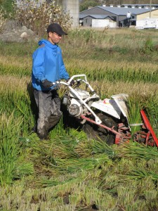 Harvesting rice with the bundler