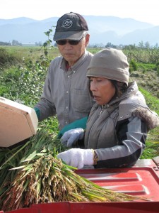 Masa and Yukiko Shiroki threshing rice