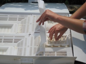 BVT Trays in hive