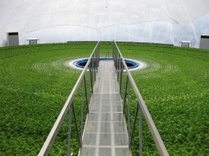 Lettuce carousel in the Granpa Dome 