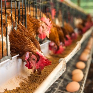 Time for a change in the egg industry