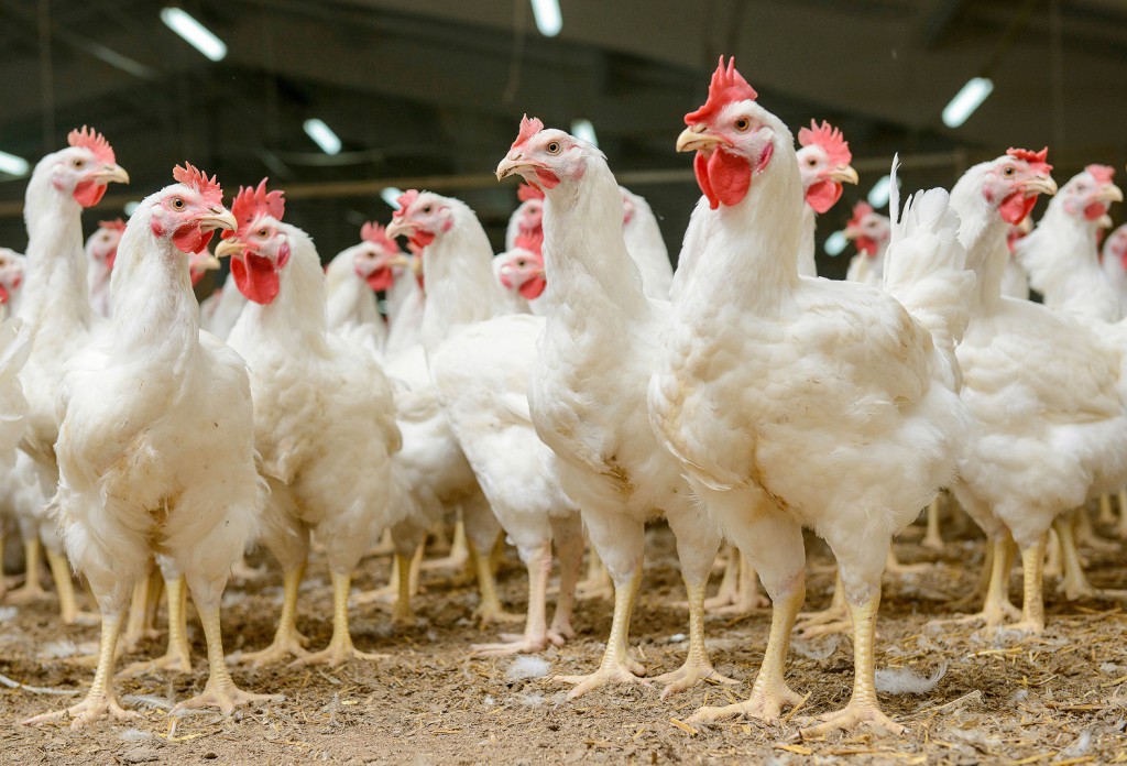 Poultry benefit from LED technology