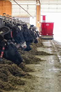 Lely cows