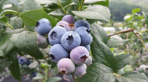 blueberry-1106831_640 (2)