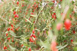Goji berries, rich in antioxidants 