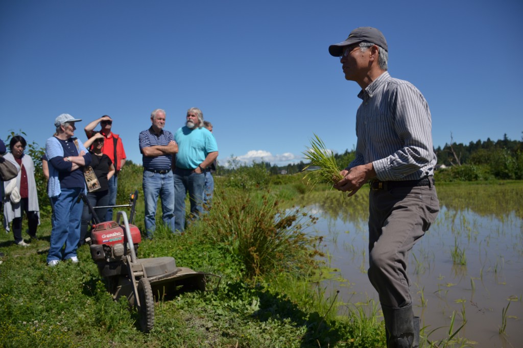 Masa Shiroki in his Abbotsford rice field.