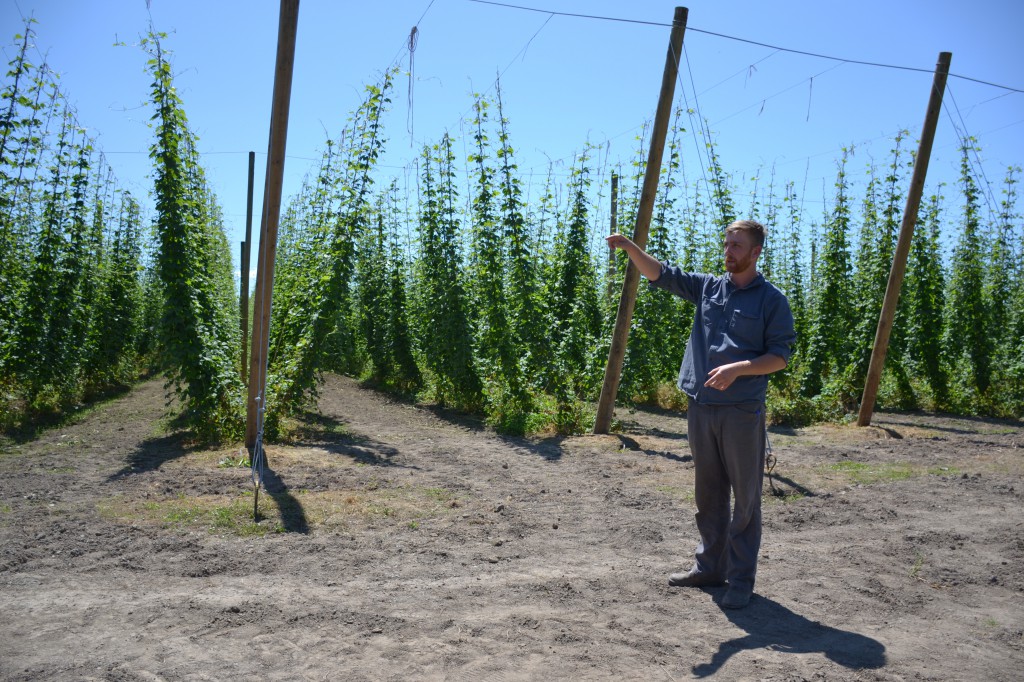 Hop fields (Valley Hops and BC Hop Co)