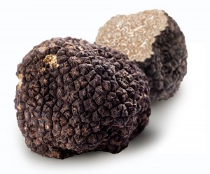 Périgord truffle also known as a French black truffle