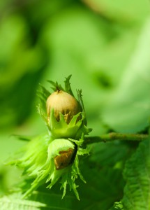 Hazelnut future hopeful