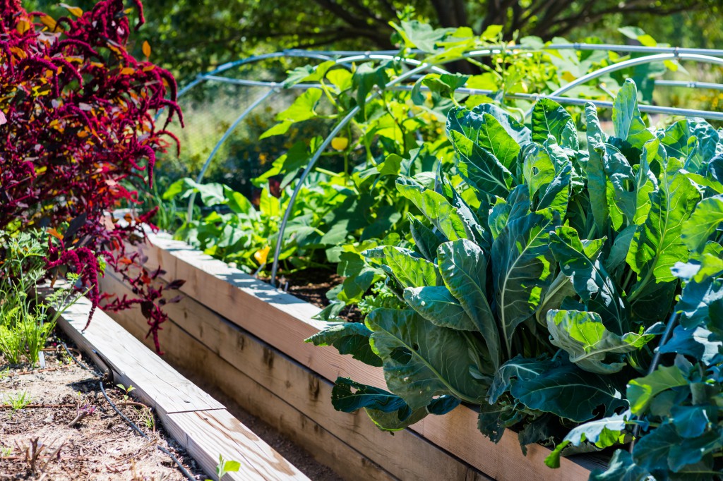 Urban farms create pockets of green in the city.