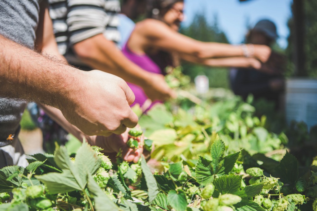 Persephone Brewing Co. community harvest