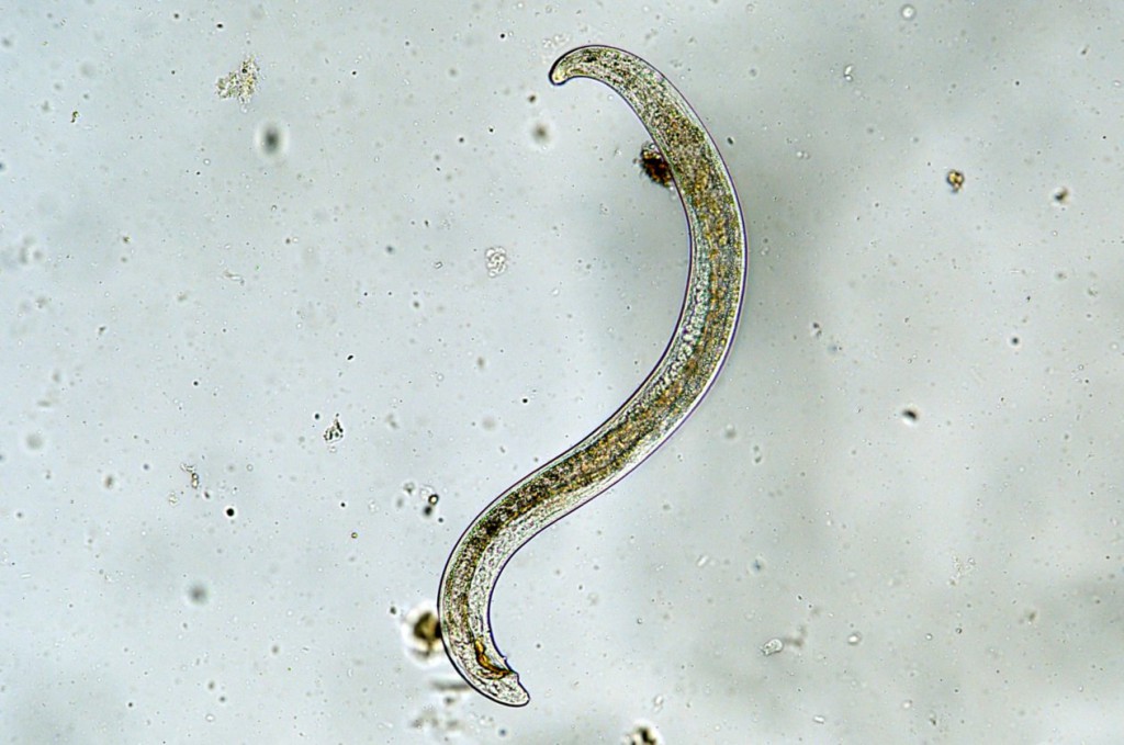 Predatory nematodes target fungi in plant roots