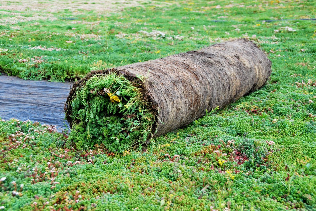 Sedum mix blankets