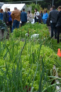 An urban farm flourishes in downtown Abbotsford: a collaboration between ACS and Day 1 Urban Farm.