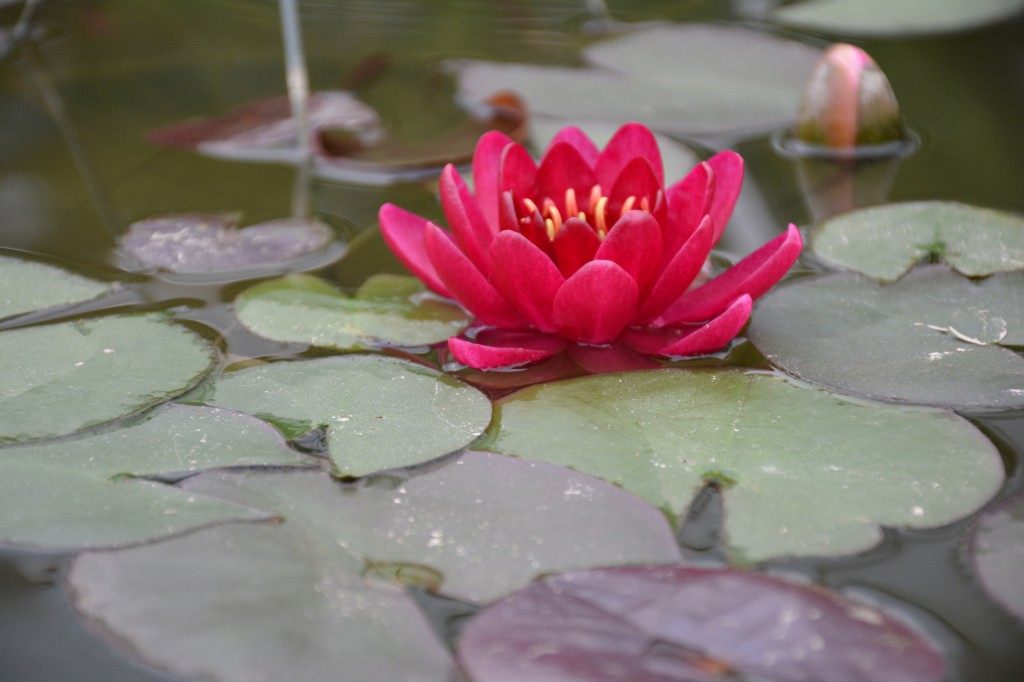 Floating gardens delight visitors