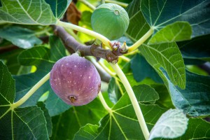 Figs are very drought tolerant