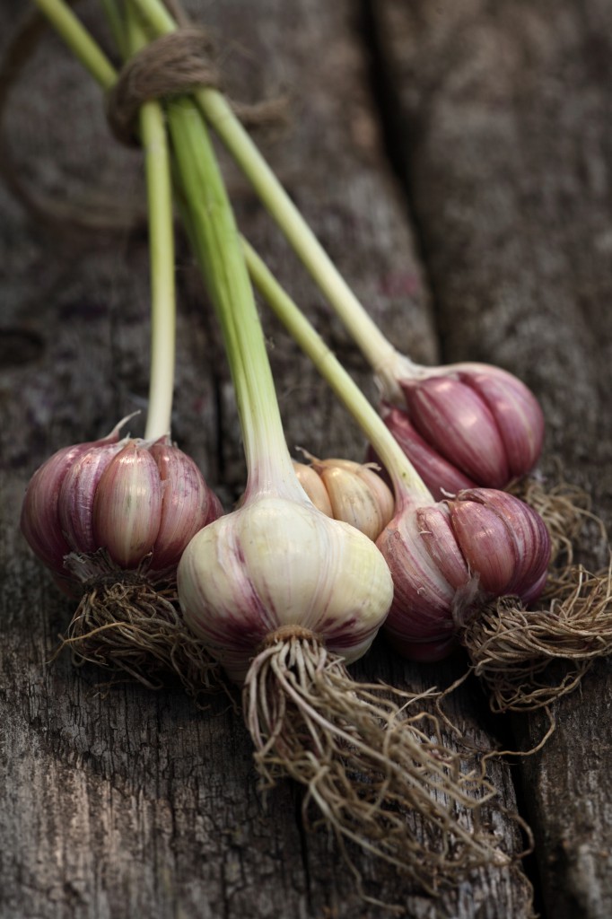 garlic in BC