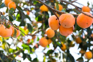 There are many health benefits associated with persimmons