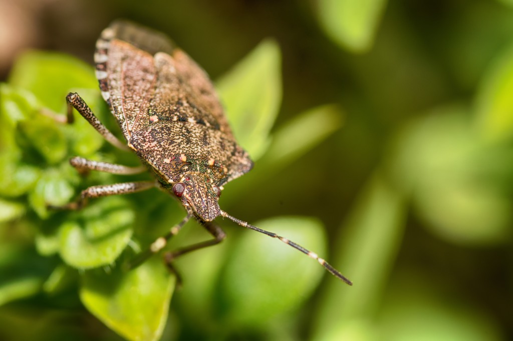 Evidence of the Brown Marmorated Stink Bug has been seen in crops all over the Fraser Valley and it’s time for growers to prepare for battle.