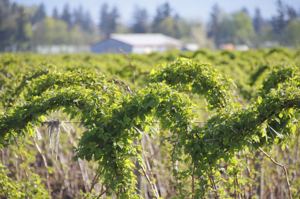 Yellow rust is predominantly a foliar disease affecting raspberries.