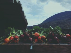 Organic beets ready for market