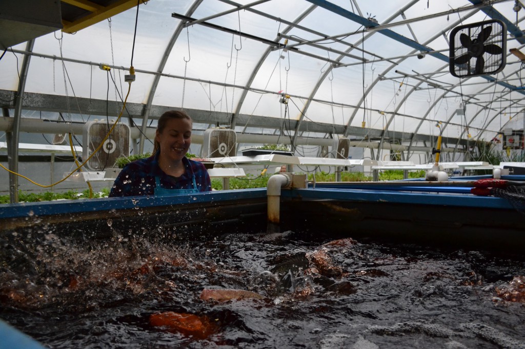 Tilapia live happily in tanks and provide rich nutrients via the water in the aquaponics system