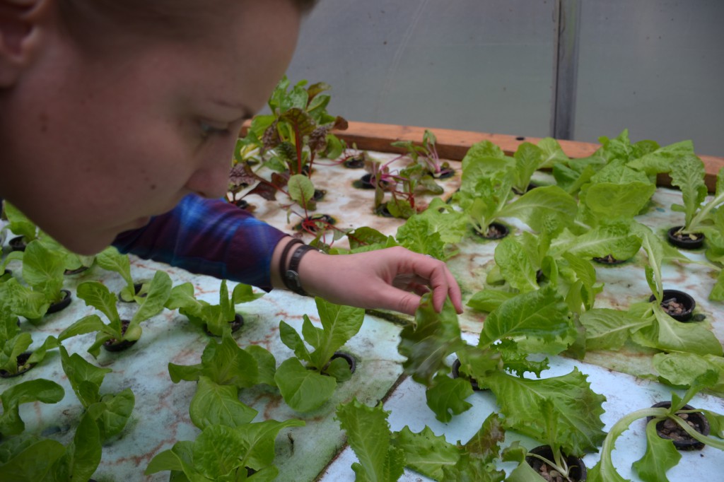 By using fish and IPM in a man-made wetland, You Grow Food Aquaponics is held to very natural standards.