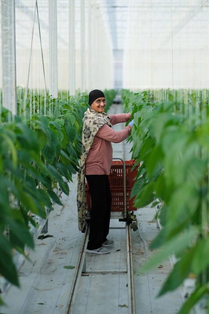 Approximately 120 BC greenhouses employ around 2275 workers.