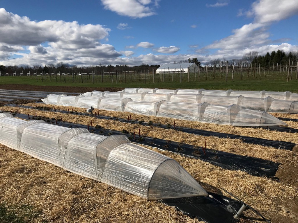 University of New Hampshire Low Tunnels (Kaitlyn Orde, 4-26-18)