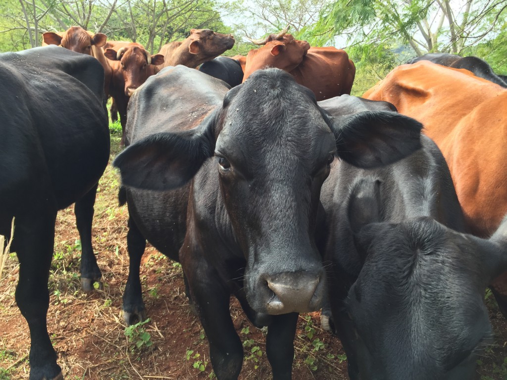 Financiers may purchase anything from a single calf to multiple cattle pens, and are able to track their investments remotely.