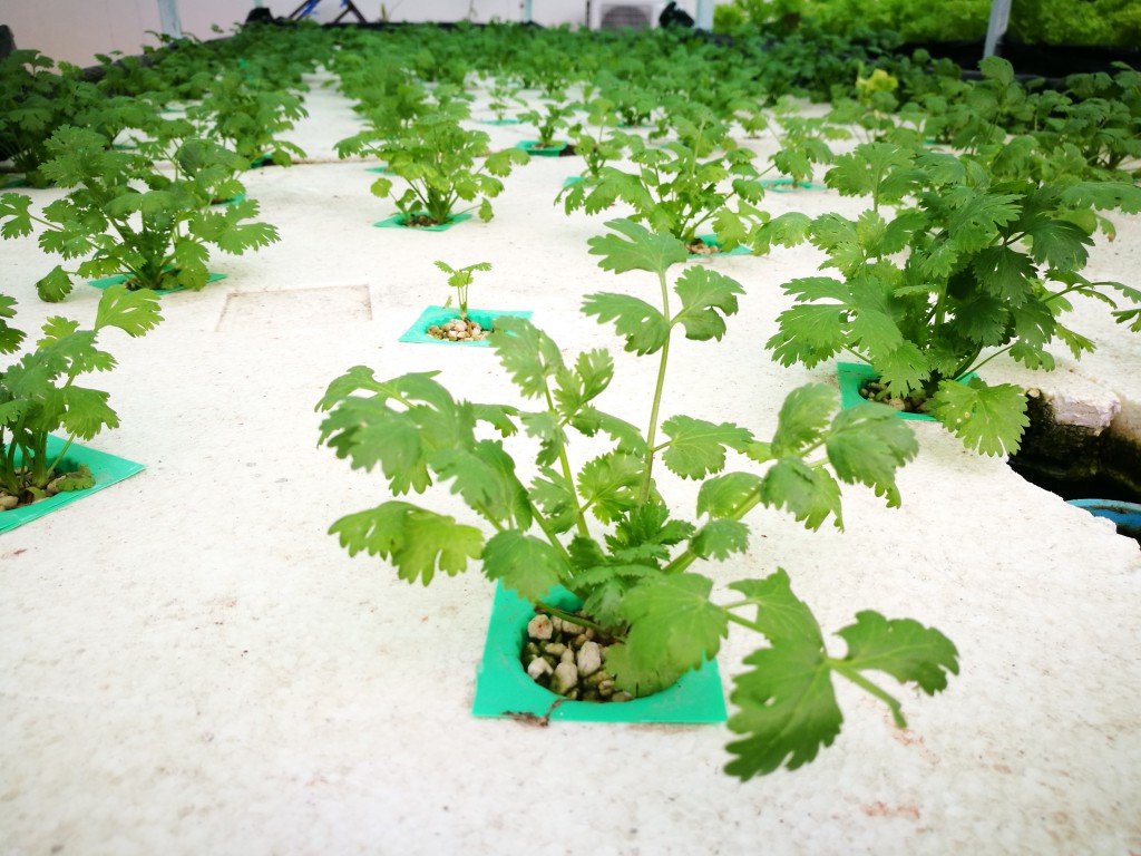 Herbs grown under cover