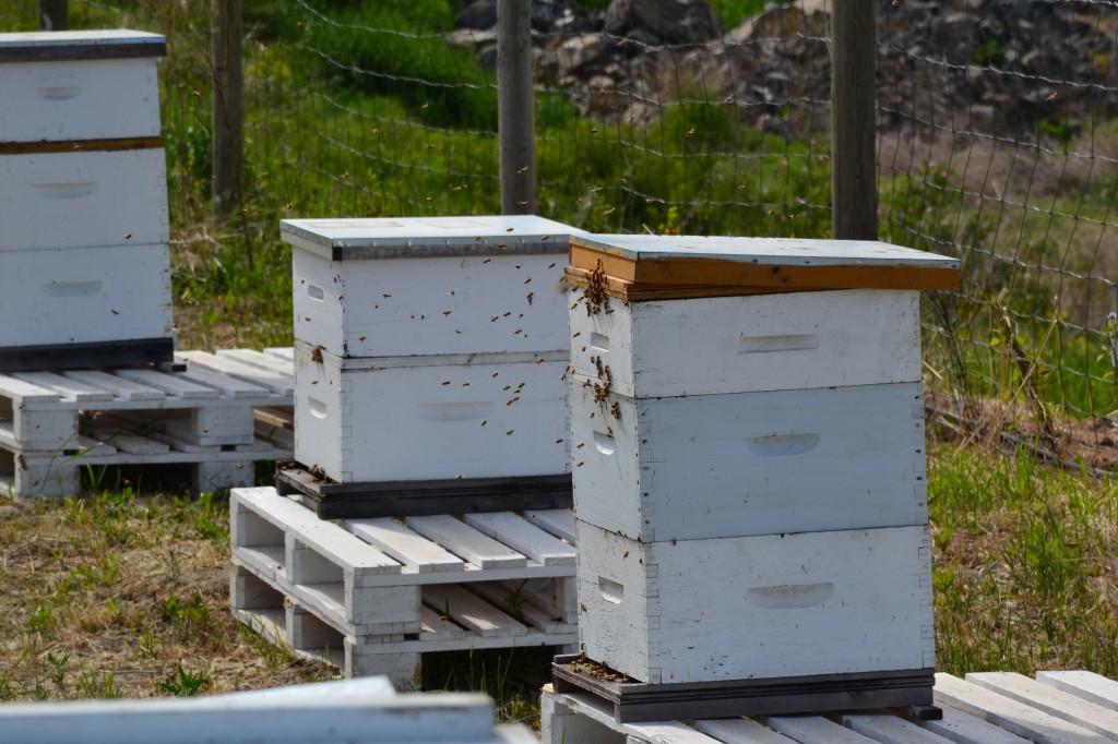 It was last year's weakened bees that caused concern among beekeepers.