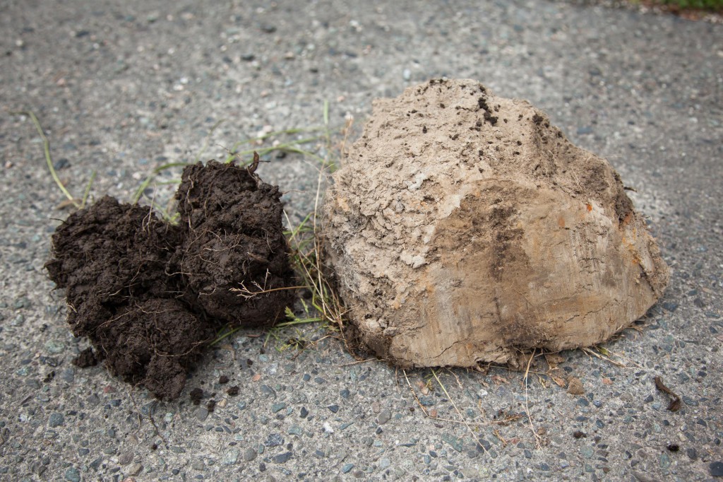 The pig-managed soil (left) was loose, crumbly and teaming with  bacterial biology