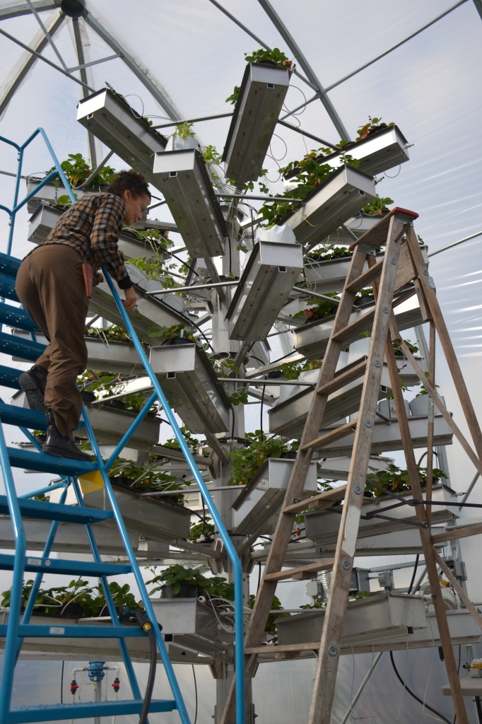 The BioPods also house growing towers, known as Eco Spirit Towers